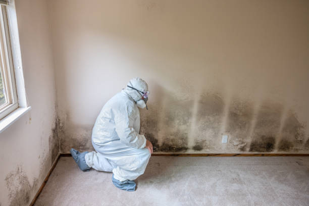 Mold Remediation for Vacation Homes in Nicholasville, KY